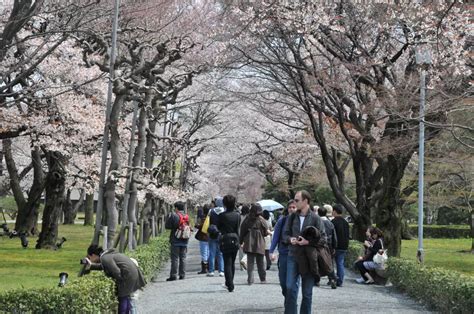 Nijo Castle Sakura Festival Showcases Kyotos Ephermal Beauty