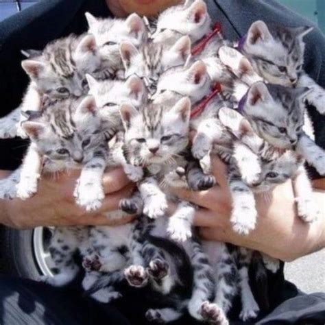 Bouquet Of Kitties In 2020 Cuddly Animals Cute Baby Animals