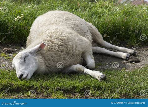 Sheep Sleeping Stock Image | CartoonDealer.com #56854075