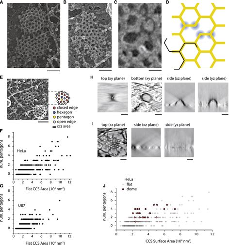 The Structure And Spontaneous Curvature Of Clathrin Lattices At The