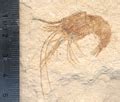 Category:Dendrobranchiata fossils - Wikimedia Commons