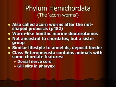 Ppt Phylum Hemichordata The ‘acorn Worms’ Powerpoint Presentation Id 5524960