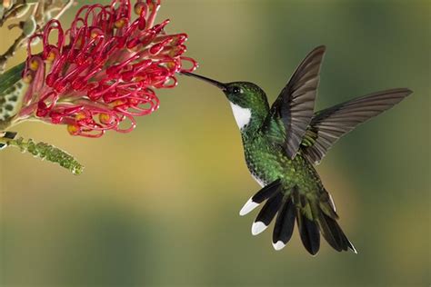 Simple Recipe for Hummingbird Nectar