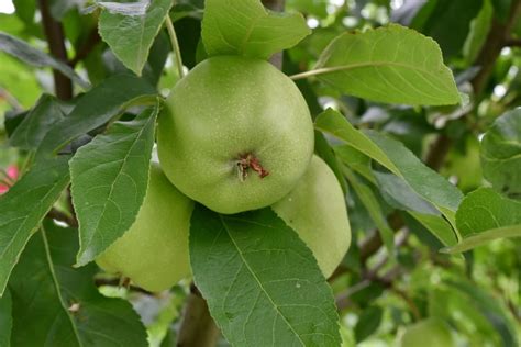 Details 48 mejor época para plantar árboles frutales Abzlocal mx