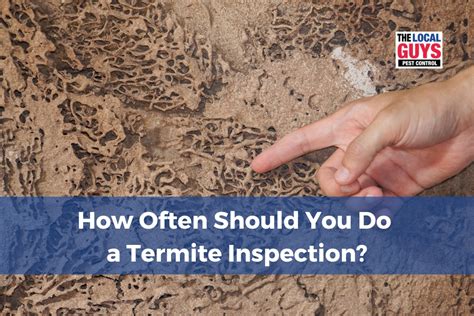 How Often Should You Do A Termite Inspection The Local Guys