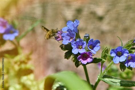 Miodunka plamista Pulmonaria officinalis wartościowa roślina