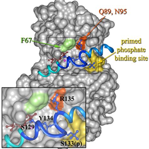 Abbreviations Pka Camp Dependent Protein Kinase Gsk 3 Glycogen