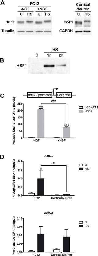 Characterizing Hsf1 Binding And Post Translational Modifications Of