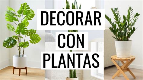 Las 10 Mejores Plantas De Interior Para Decorar Tu Hogar Tu Selva En Casa