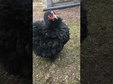 Japanese Silkie Chicken YouTube