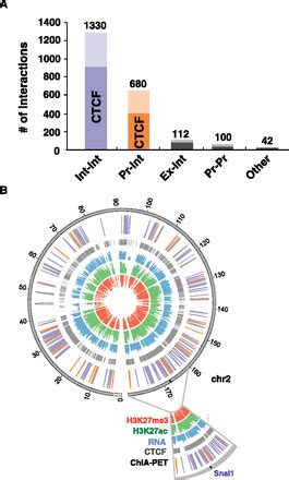 The Genomic Landscape Of Cohesin Associated Chromatin Interactions