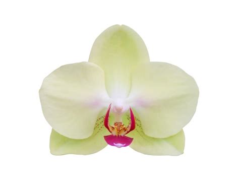 Premium Photo Beautiful Phalaenopsis Orchid Flower Isolated On White