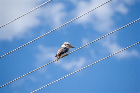 Lachender Kookaburra Eisvogel Kostenloses Foto Auf Pixabay