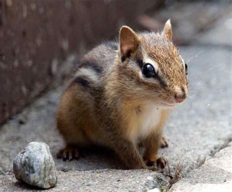 Pin on Chipmunks