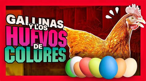 Huevos De Colores Y Las Gallinas Que Los Producen YouTube