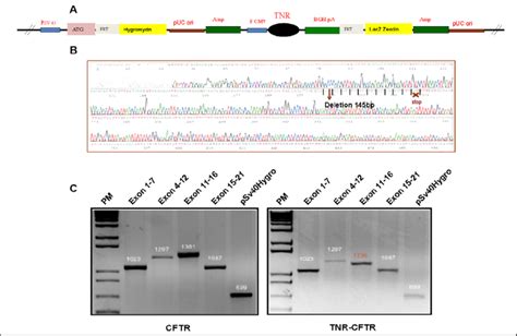 Stable Cell Line Characterization A Schematic Sequence Of Genomic Dna