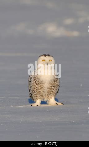 Snowy Owl Standing On Snow Saint Barthelemy Quebec Canada Winter