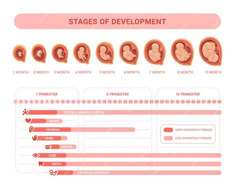 Premium Vector Embryonic Development Stages Prenatal Growth Healthy