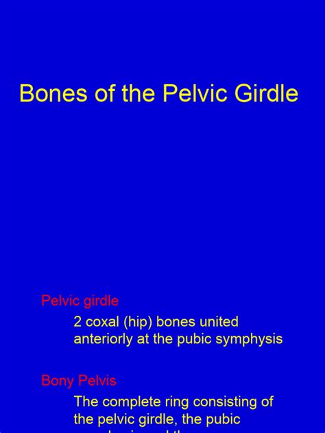 Bones Pelvic | PDF | Pelvis | Musculoskeletal System