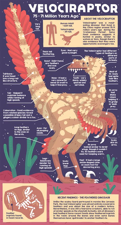 Velociraptor Illustrated Infographic By Daniel Hamilton Find More