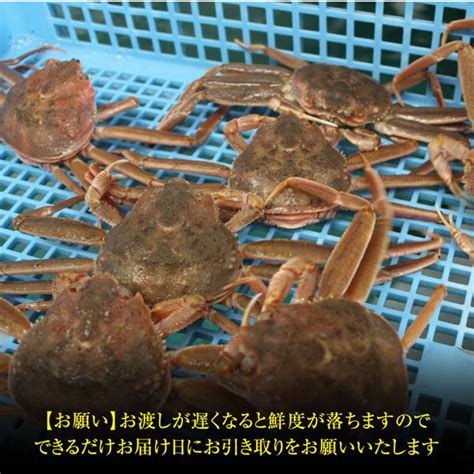 セコガニ（せいこがに セイコガニ せこがに）茹で ボイル 7枚1枚約110 120g 山陰沖 日本海産 冷蔵 カニ かに 蟹 送料無料