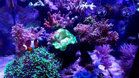 Nano Recifal Nano Aquarium Marin Complet Writflx