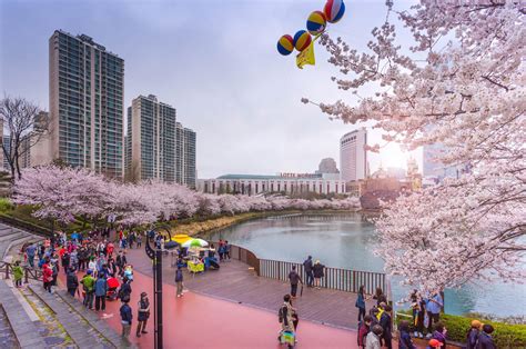 South Korea’s 2020 Cherry Blossom Forecast & Best Viewing Spots - Klook ...