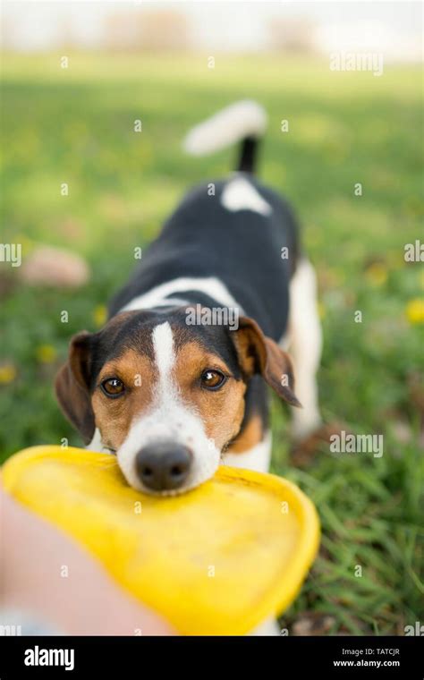 playing Jack Russell Terrier Stock Photo - Alamy