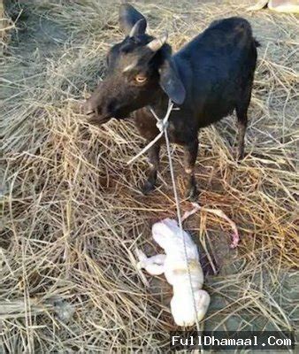 Goat Gives Birth To A Human Like Baby In Cachar Assam See Here