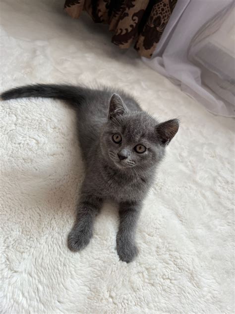 Puii Blue British Shorthair S Pt M Ni Targu Mures Olx Ro