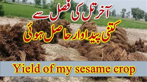 Yield Of My Sesame Crop My Sesame Crop History And Yield