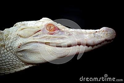 Baby Albino Alligator Stock Images - Image: 6295404