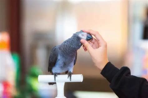 Bird Allergies Signs Symptoms And Relief Birds Coo