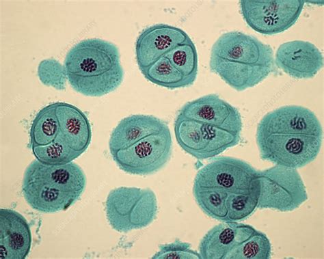 Meiosis In Pollen Grains Light Micrograph Stock Image C Hot Sex Picture