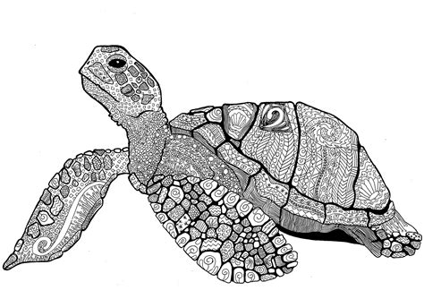 Zentangle Turtle Adults Coloring Pages Coloring Cool