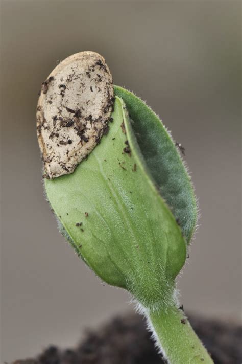 Cotyledon Plant Information - Learn About Cotyledons On Plants ...