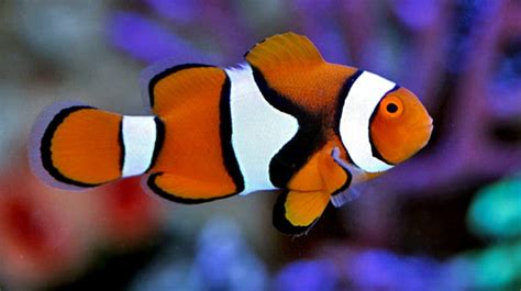 Buy Saltwater Clownfish Online | Live Fish for Sale - Vivid Aquariums