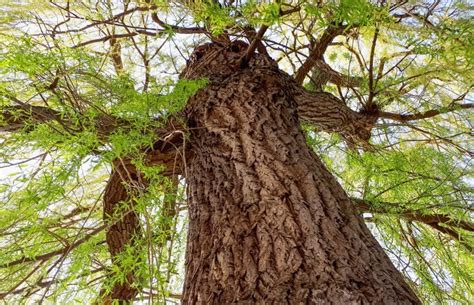 All About Willow Tree Uses And Willow Bark Benefits