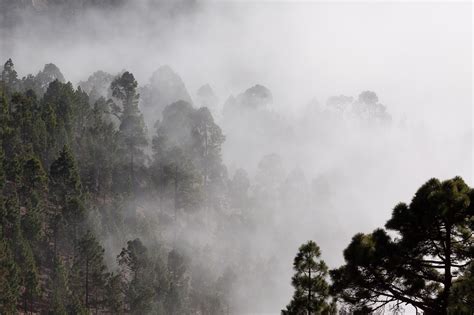 4 000 Free Jehličnatý Forest Images Pixabay