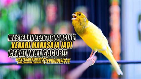 314 Masteran Suara Burung Kenari Gacor Panjang Cuit Cuit Ngerol Untuk