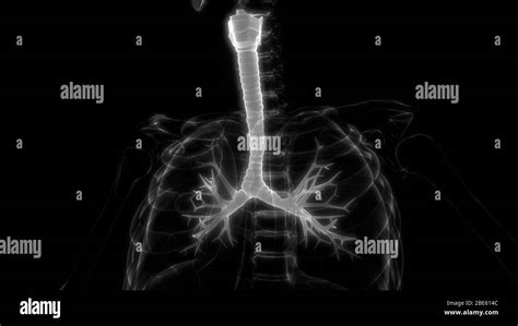 Los pulmones son parte de la anatomía del sistema respiratorio humano