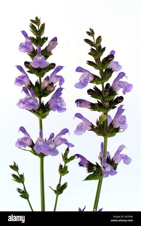 Sage Salvia Officinalis Stock Photo Alamy