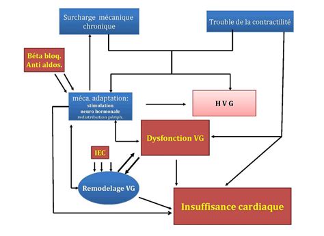 Insuffisance Cardiaque Chronique Diagnostic Physiopathologie Et