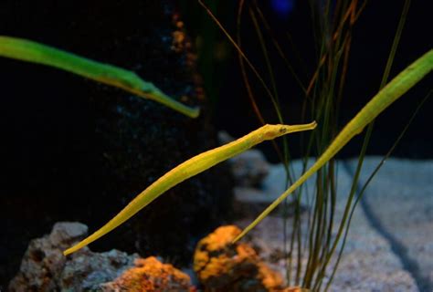 35 Interesting Pipefish Facts