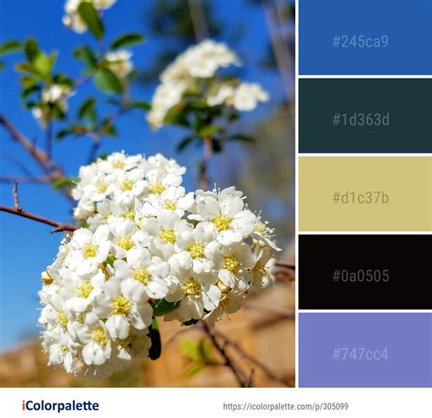 Color Palette Ideas from Blossom Spring Flower Image | iColorpalette