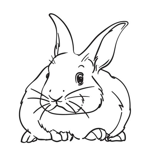 Premium Vector Hand Drawn Cute Rabbit Pose Vector Illustration