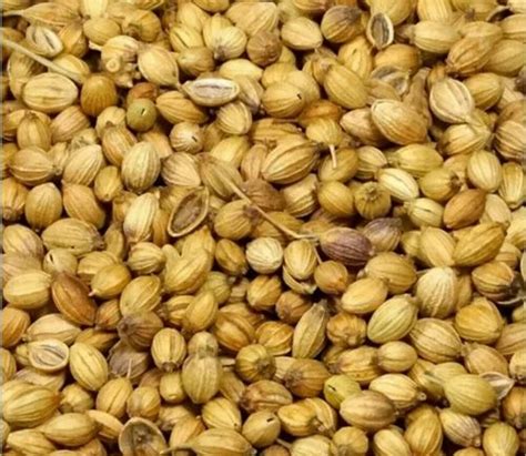 Dried Brown Whole Dry Coriander Seeds At Rs Kg In Noida Id