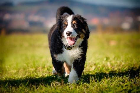 Bernese Mountain Dog Wallpaper - PetsWall