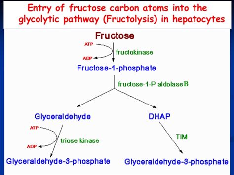 How Is Sugar In Fruit Metabolized Or Digested And Used Biology