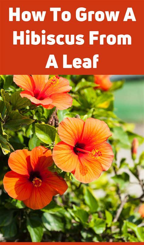 How To Grow A Hibiscus From A Leaf Growing Hibiscus Hibiscus Plant